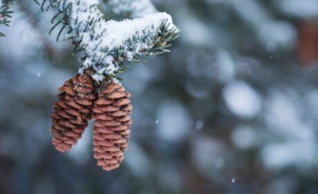 Weekly Virtual Worship Service – January 30, 2022