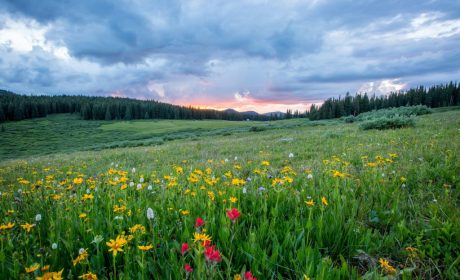 Weekly Virtual Worship Service and Announcements – March 29, 2026