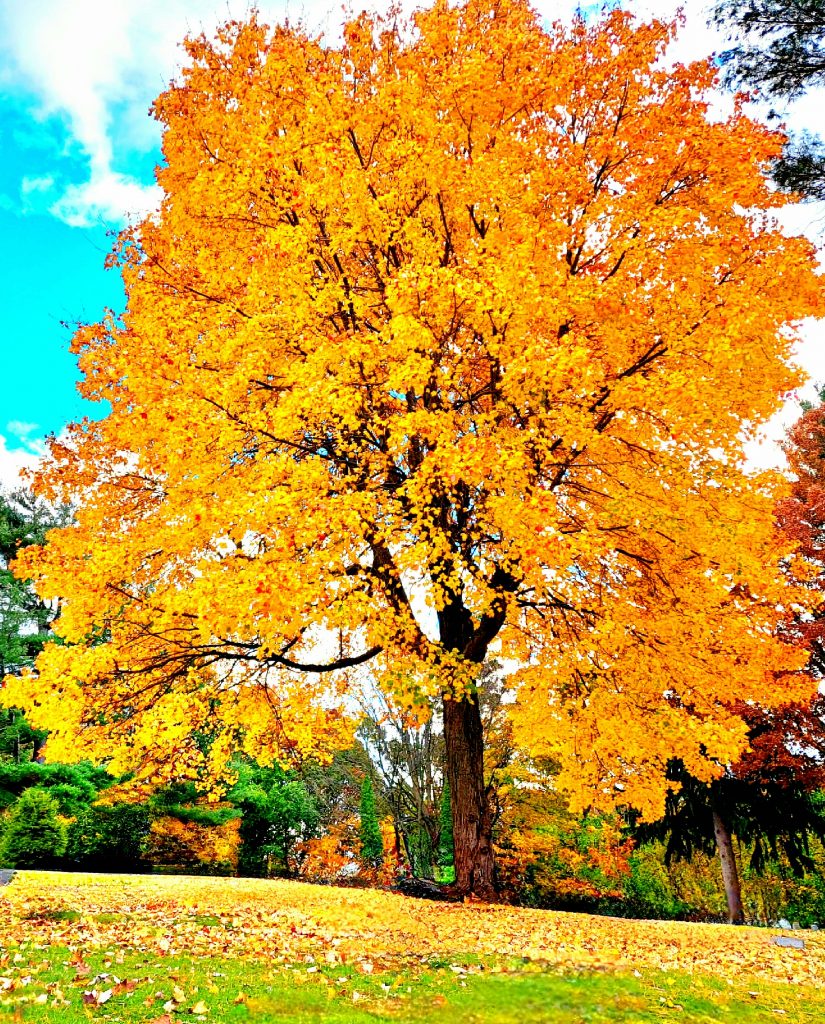 Weekly Virtual Worship Service and Announcements – October 12, 2025