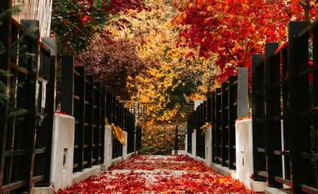 Weekly Virtual Worship Services and Announcements – November 9, 2025