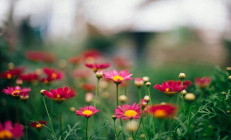 Weekly Worship Service Announcements –April 19, 2026